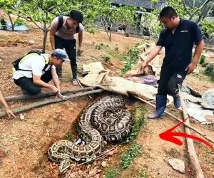 از جذابیت های حیات وحش؛ آقاهه کله خر یهو پیتون غول پشتش دید از ترس ترمز برید