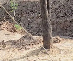 بازی فکری؛ حتی خلبان های آمریکایی ام نتونستن پلنگ استتار کرده رو پیدا کنن