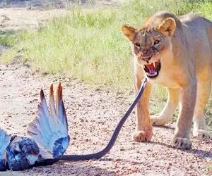 مستند حیات وحش؛ مثلث مبارزه ای بین شیر مار سیاه و عقاب