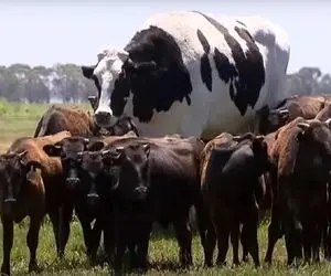 گاوهای باورنکردنی / گاوهای غول‌پیکری که محدودیت‌های کشتار مدرن را به چالش می‌کشند