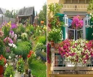 گیاهان آپارتمانی مناسب فضای باز مثل بالکن، باغ و حیاط / مقاومن و هر چهار فصل گل دارن