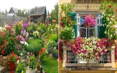 گیاهان آپارتمانی مناسب فضای باز مثل بالکن، باغ و حیاط / مقاومن و هر چهار فصل گل دارن