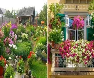 گیاهان آپارتمانی مناسب فضای باز مثل بالکن، باغ و حیاط / مقاومن و هر چهار فصل گل دارن