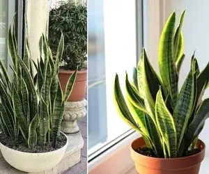 میزان و نحوه صحیح آبیاری سانسوریا؛ برگ شمشیری همیشه سبزی که خونتون حسابی خوشگل میکنه