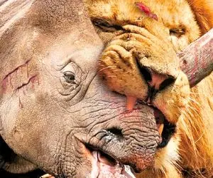 از جذایت‌های حیات وحش؛ کرگدن زنده‌خوار یورش برد سمت شیر شاخشو کرد تو پوزه‌اش 