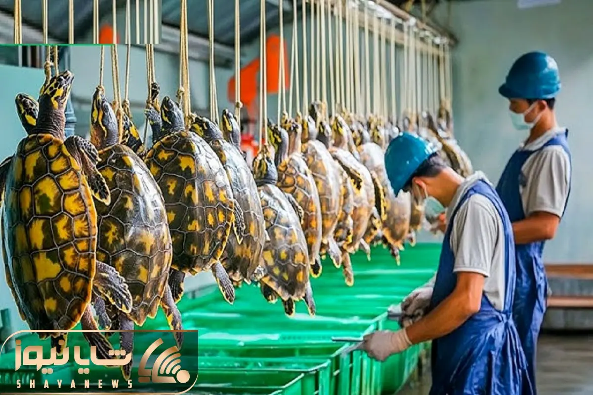 فرآوری لاک پشت؛ لاک پشت ناز نازی و چرخ میکنه آبشو میگیره با پیاز کبابی میکنه