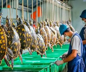 فرآوری لاک پشت؛ لاک پشت ناز نازی و چرخ میکنه آبشو میگیره با پیاز کبابی میکنه