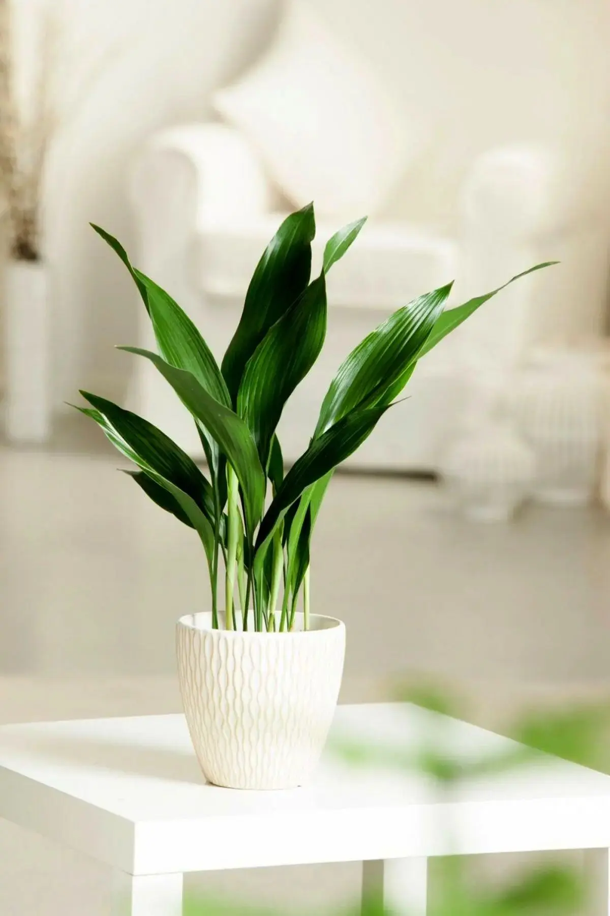 گیه2