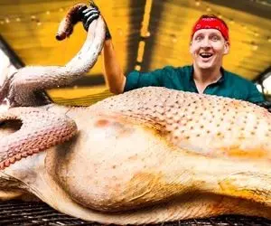 غذای غول پیکر ؛ این گوریل یا شتر مرغ چه حرفه ای پختش فقط اون تخم شتر مرغش چی میگه؟