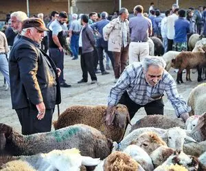 قیمت دام زنده امروز ۱۸ آبان 1404 + جدول