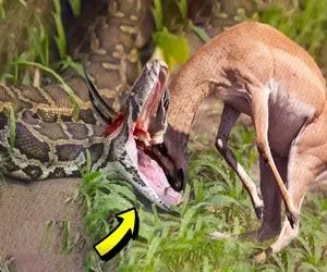 بدایع حیات وحش؛ بز کوهی خواست بره تو دهن مار خودکشی کنه با شاخش پیتون و پاره کرد