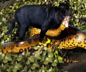 بدایع حیات وحش؛ پلنگ سیاه مسلول با سر رفت تو دهن پیتون غول از درون تناولش کرد