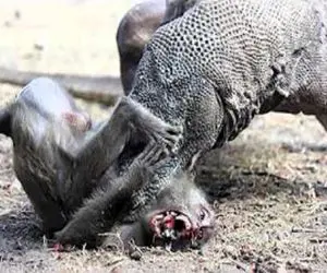 صحنه دهشتناک؛ کومودوی سفاک بابون پیر و فرتوت رو قاپید با یه فن خرخره شو جویید