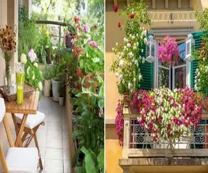 گیاهان گلدار مناسب بالکن در تمام فصول / همیشه سبزن و تو سرما و گرما سخت جان و با دوام