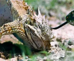 مستند حیات وحش؛ مارمولک جسور برای محافظت از تخم هایش به ستیز مار میرود