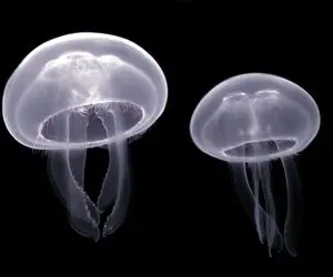 بدایع حیات وحش؛ جانورانی که قلب ندارند!