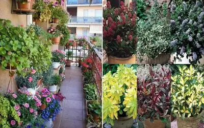 گیاهان آپارتمانی همیشه سبز برا بالکن / با دوام در برابر سرما و گرما در همه ی ایام سال