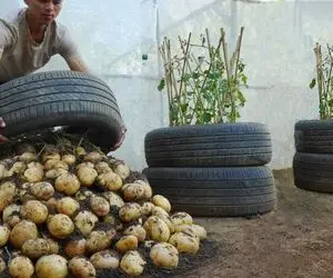 کشاورزی خلاقانه؛ باغچه نداری تو لاستیک ماشین سیب زمینی بکار محشر میشه