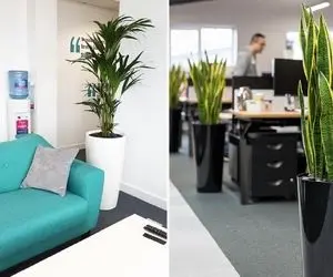 گیاهان مناسب محل کار / کار زیاده و کسی نیست به گلا برسه به اینا آب ندی هم قهر نمیکنن