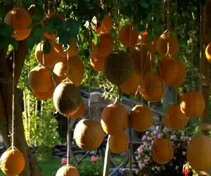 کشاورزی نوین؛ مزرعه طالبی زدن عین لوستر از آسمون آویزونن راه میرن میخوره سر و کله شون