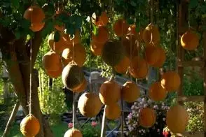 کشاورزی نوین؛ مزرعه طالبی زدن عین لوستر از آسمون آویزونن راه میرن میخوره سر و کله شون