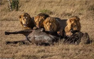 مستند حیات وحش/ بلعیدن بچه بوفالو تازه متولد شده توسط شیر سفاک