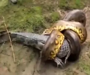 بدایع حیات وحش؛ پیتون غول پیچید دور کومودوی ددمنش در حال بلع گراز و بلعیدش
