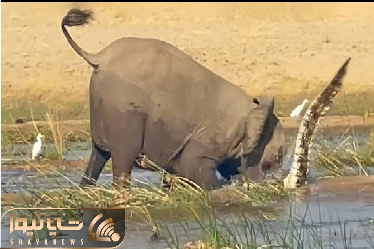 مستند حیات وحش؛ وقتی جون کروکودیل زیر فشار وزن فیل در میره