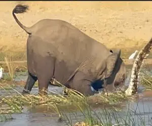 مستند حیات وحش؛ وقتی جون کروکودیل زیر فشار وزن فیل در میره