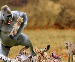 تشنج حیات وحش/ پلنگ؛ بابون