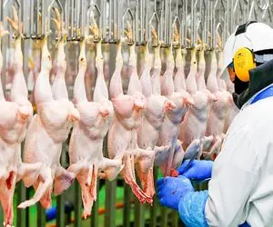 فرآوری مرغ؛ جوجه رنگیارو پروار میکنن میشه مرغ غول پیکر میندازن تو آبجوش پراش بریزه