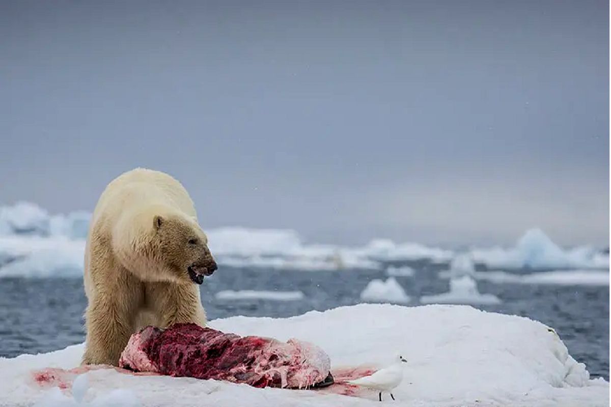 از جذابیت‌های حیات وحش؛ خرس قطبی سلطان قطب شمالِ همه حیوونا ازش حساب میبرن