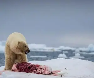 از جذابیت‌های حیات وحش؛ خرس قطبی سلطان قطب شمالِ همه حیوونا ازش حساب میبرن
