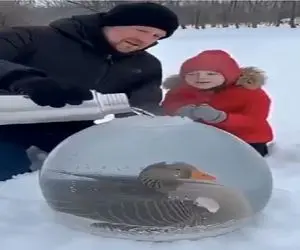 مستند کاوش؛ غاز یخ زده بود آبجوش ریختن روش زنده شد