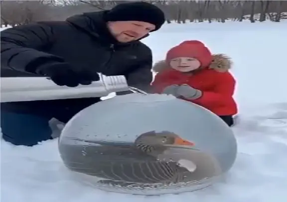 مستند کاوش؛ غاز یخ زده بود آبجوش ریختن روش زنده شد