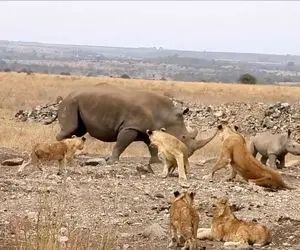 از جذابیت های حیات وحش؛ شیرهای گشنه مترصد نشستن کرگردن سوتی بده توله اش بدرن