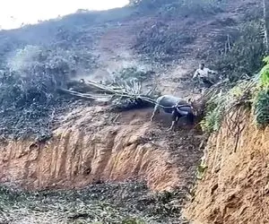 معماری طبیعت؛ گاو بالا کوه گاو بازیش گرفت رفیق نیمه راه صاحبش شد