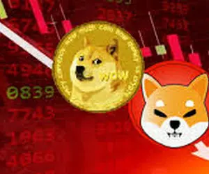 شیبا و دوج کوین یک شب محو شدند؟