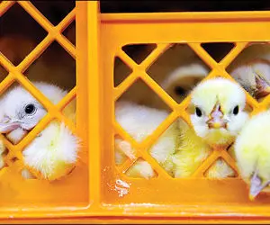 مرغ دوباره گران خواهد شد؟!/ قاچاق و احتکار جوجه یک روزه