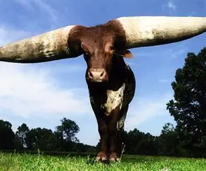 گاوهای باورنکردنی؛ شاخ این گاو 20000کیلویی 5 متر شده میشه روش لباس پهن کرد