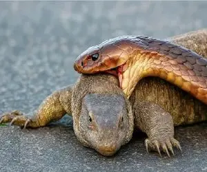 مستند حیات وحش؛ مار شلنگی کومودو رو میبلعه سمش بیشترشه