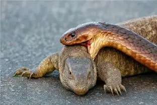 مستند حیات وحش؛ مار شلنگی کومودو رو میبلعه سمش بیشترشه