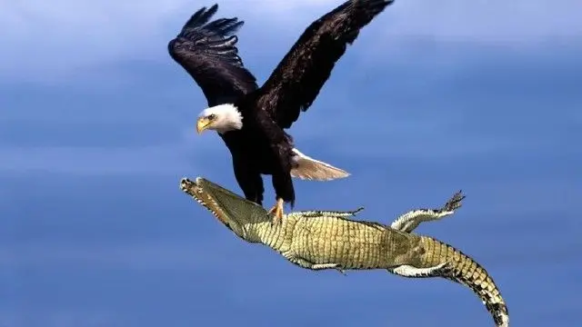 شاهکار حیات وحش؛ عقاب از نوک قله کروکودیل رو کف رودخانه می بینیه و میره به قصد شکارش