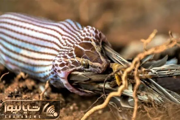 Snake Swallows Bird 3 Times its Size