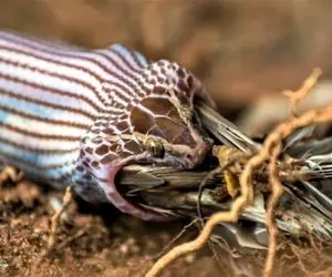 از جذابیت های حیات وحش؛ مار یه وَجبی گنجشک گنده بَک رو زد بر بدن و دلی از عزا درآورد!