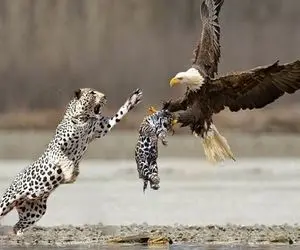 از جذابیت های حیات وحش؛ عقاب طعمکار بچه پلنگ رو شکار کرد مادرشم در جواب بدجور نِفلش کرد