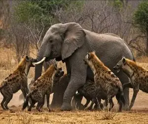 مستند حیات وحش؛ کفتار؛ فیل