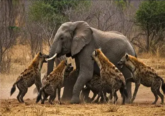 مستند حیات وحش؛ کفتار؛ فیل