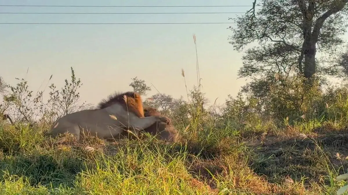 Male-Lion-Wrestles-A-Huge-Warthog-3-1024x576-ezgif.com-webp-to-jpg-converter