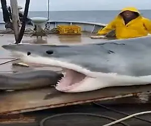 معماری طبیعت؛ نهنگ و شیرآبی دنبال بازیشون رو کشوندن رو کشتی خدمه سکته ناقص زدن